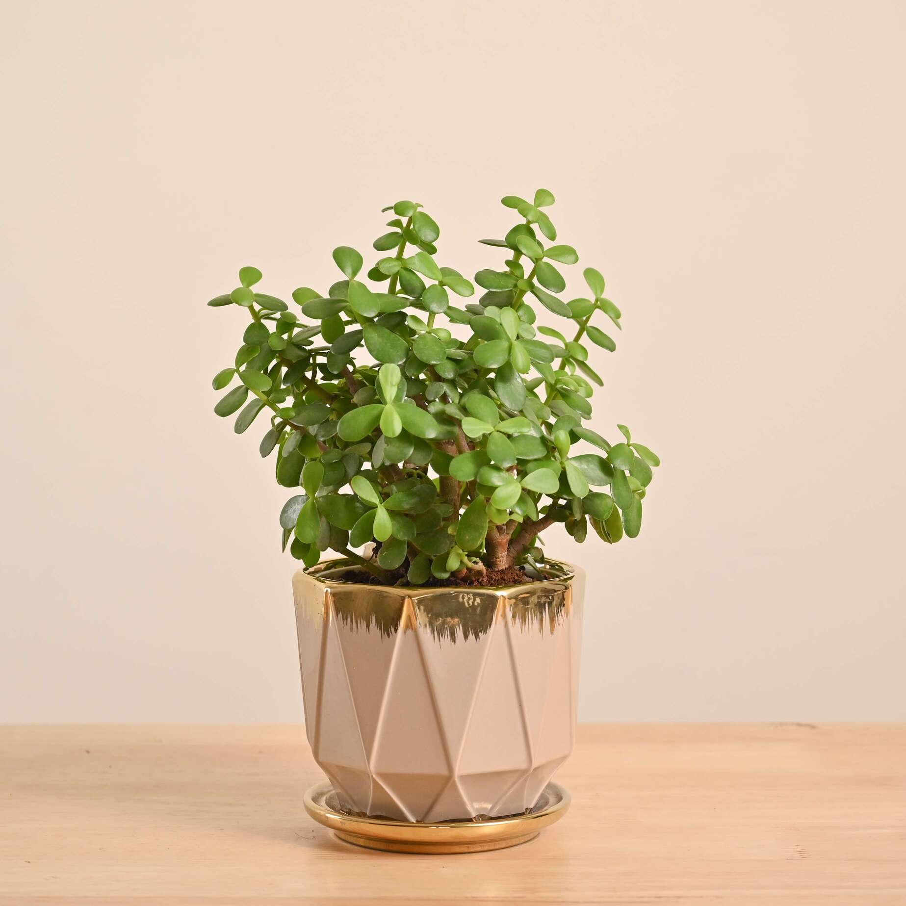 Jade Mini Plant - Image 123