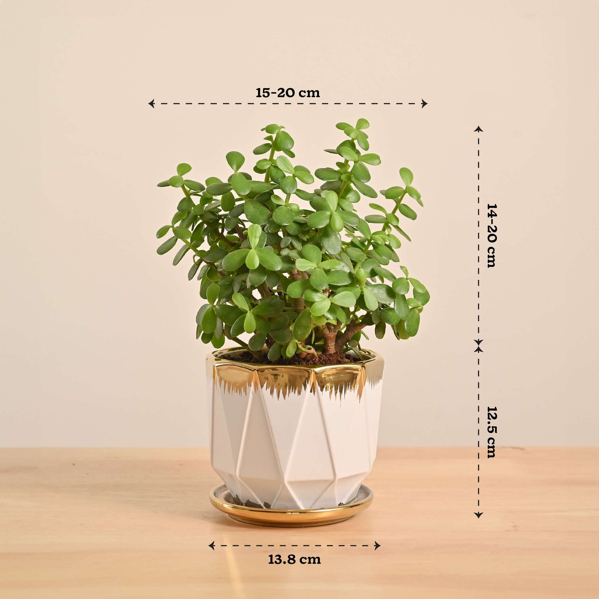 Jade Mini Plant - Image 128