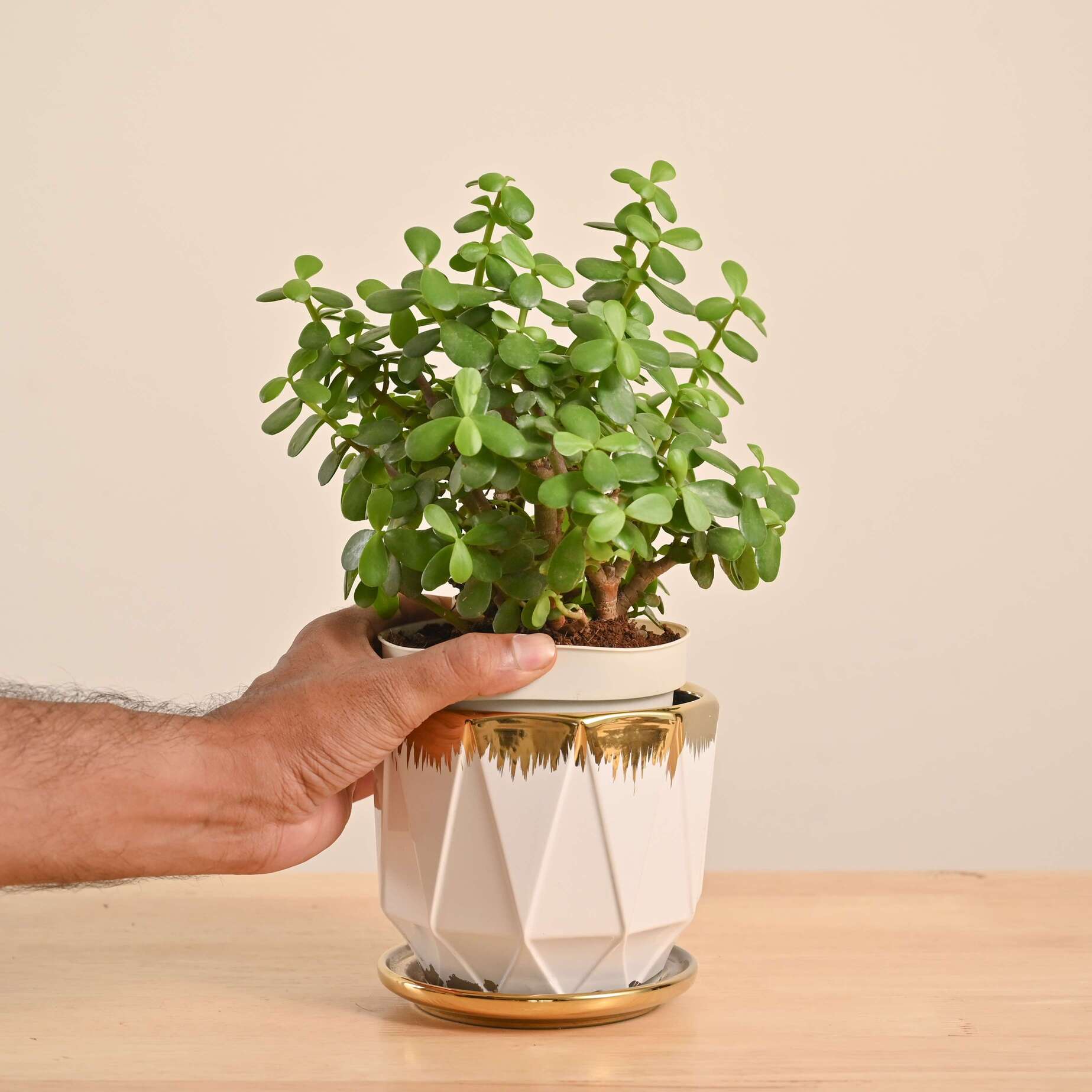 Jade Mini Plant - Image 130