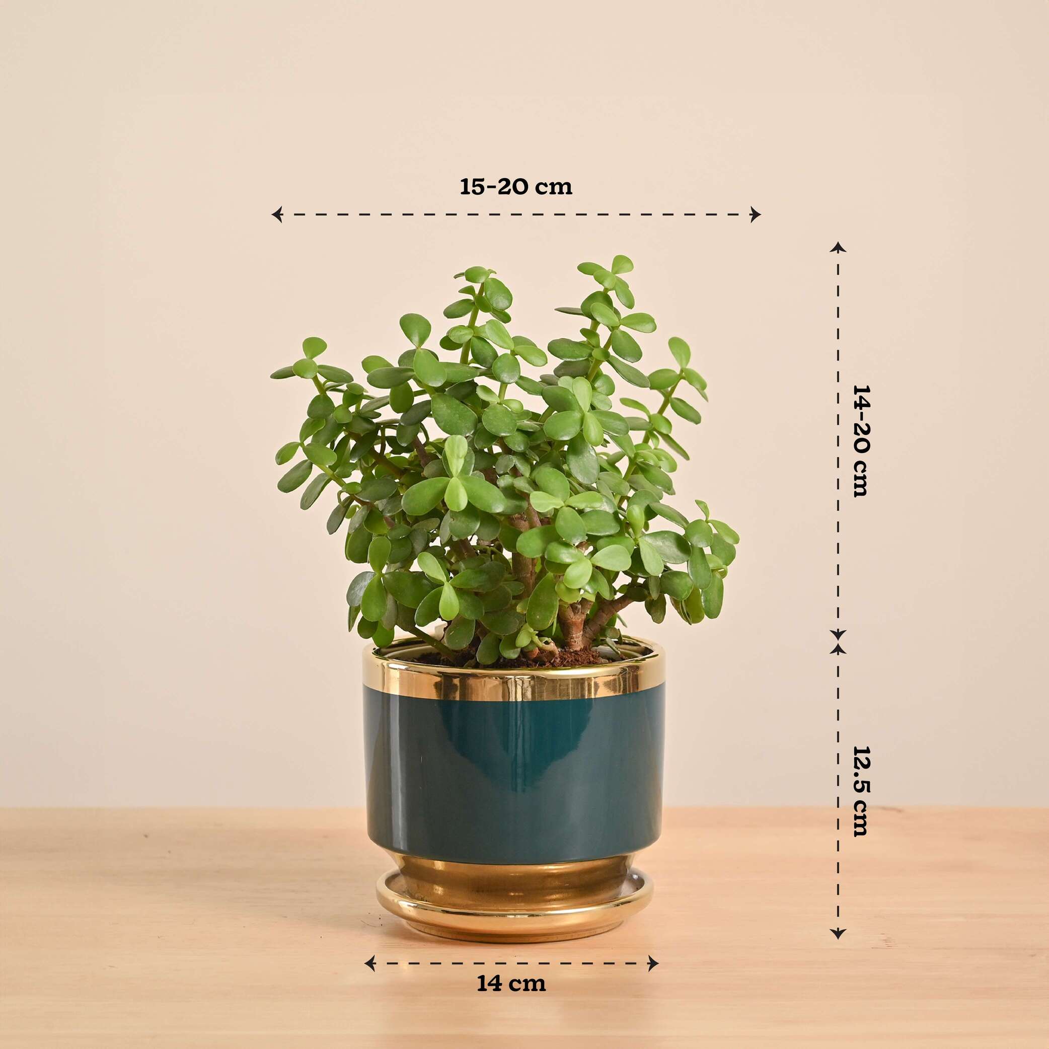 Jade Mini Plant - Image 136