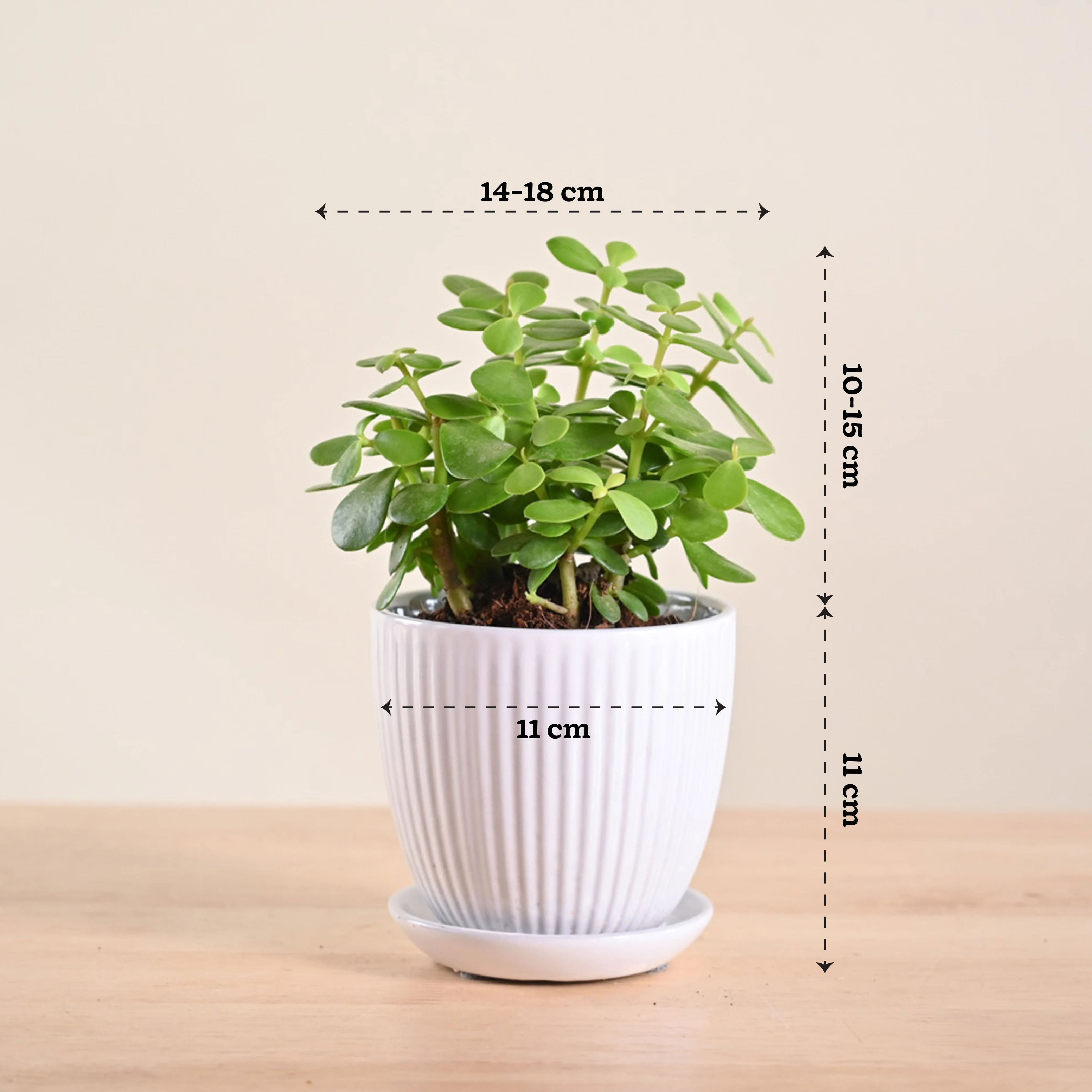 Jade Mini Plant - Image 157