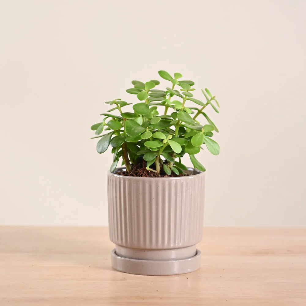 Jade Mini Plant - Image 171