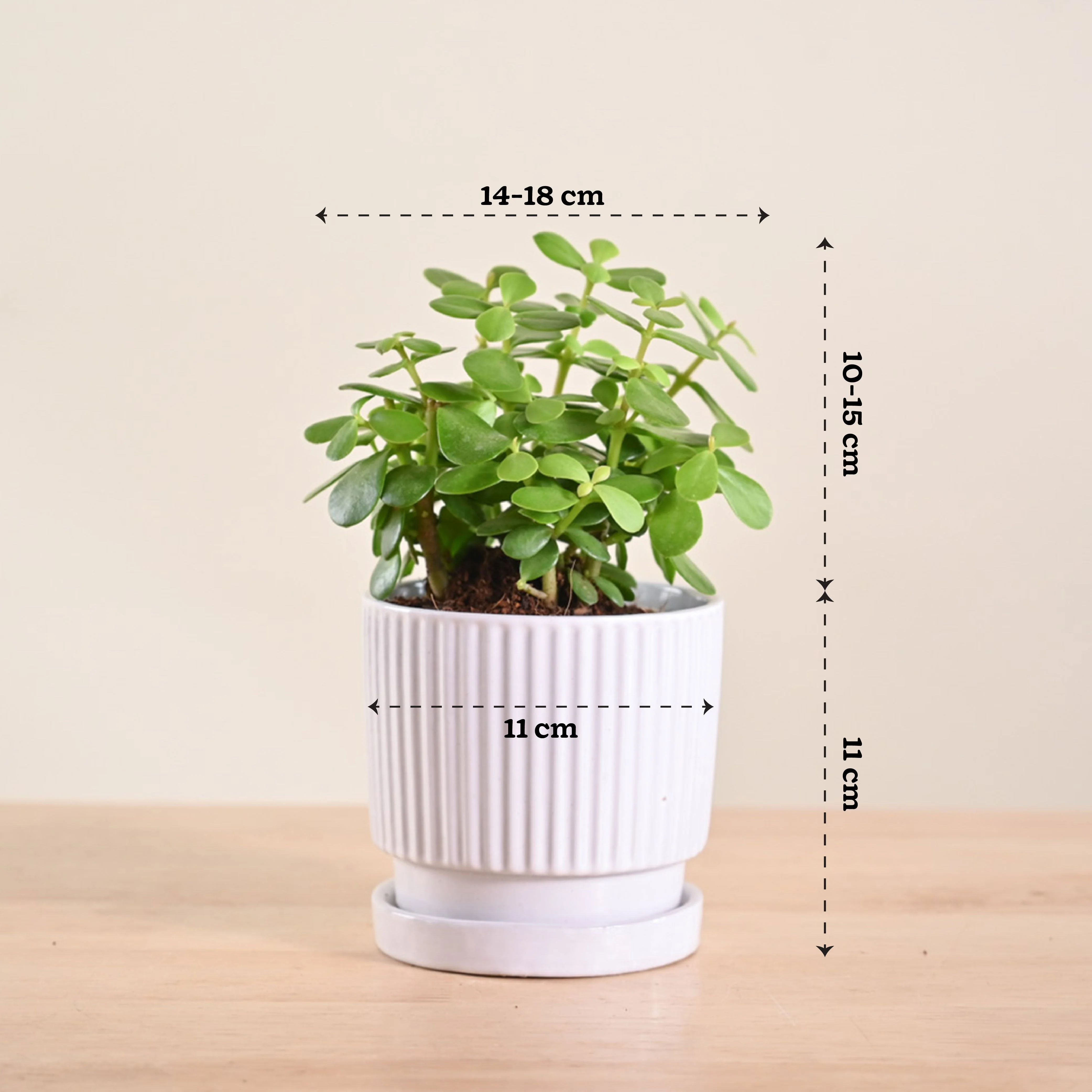 Jade Mini Plant - Image 173