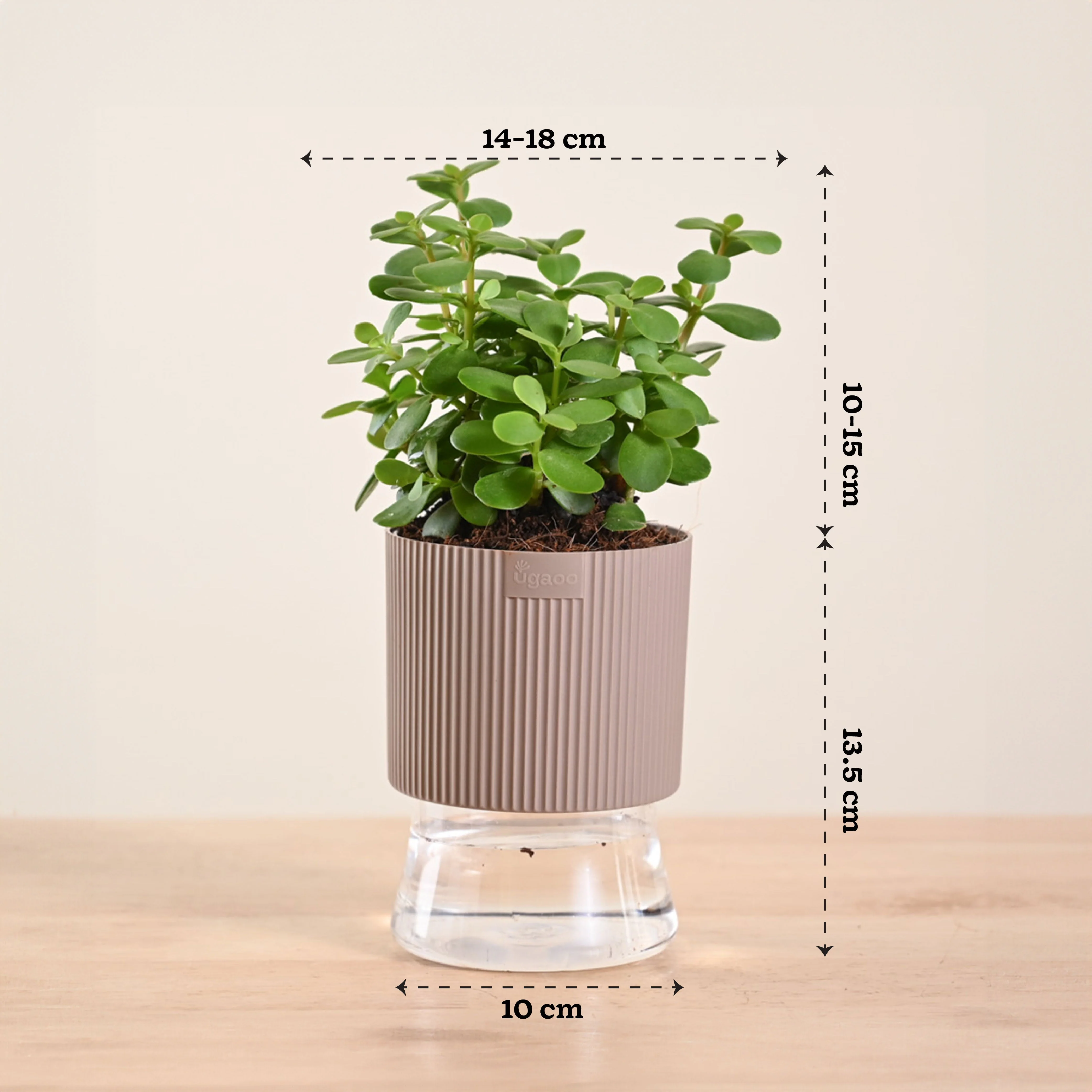 Jade Mini Plant - Image 201
