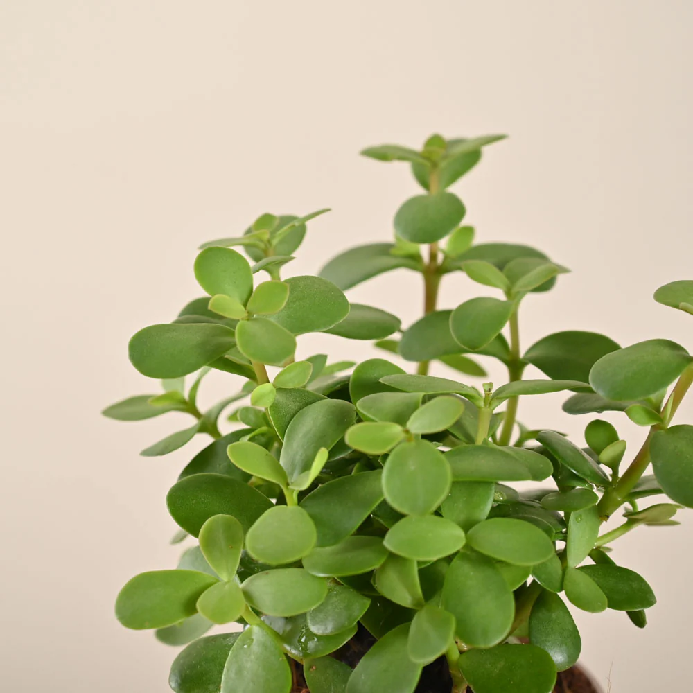 Jade Mini Plant - Image 205