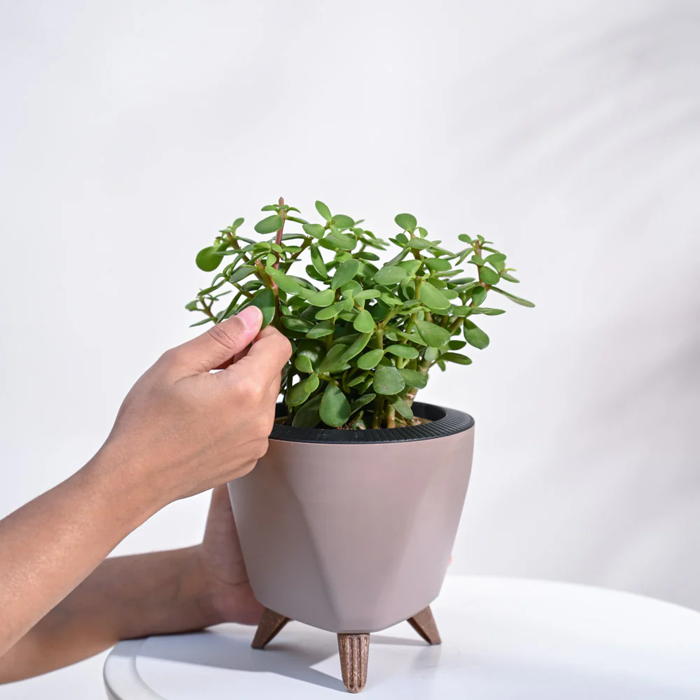 Jade Mini Plant - Image 4