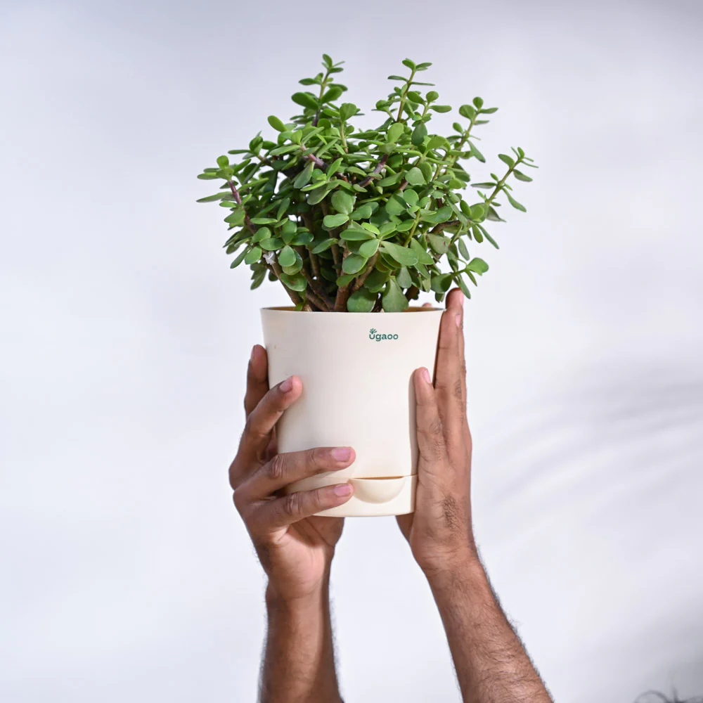 Jade Mini Plant - Image 5