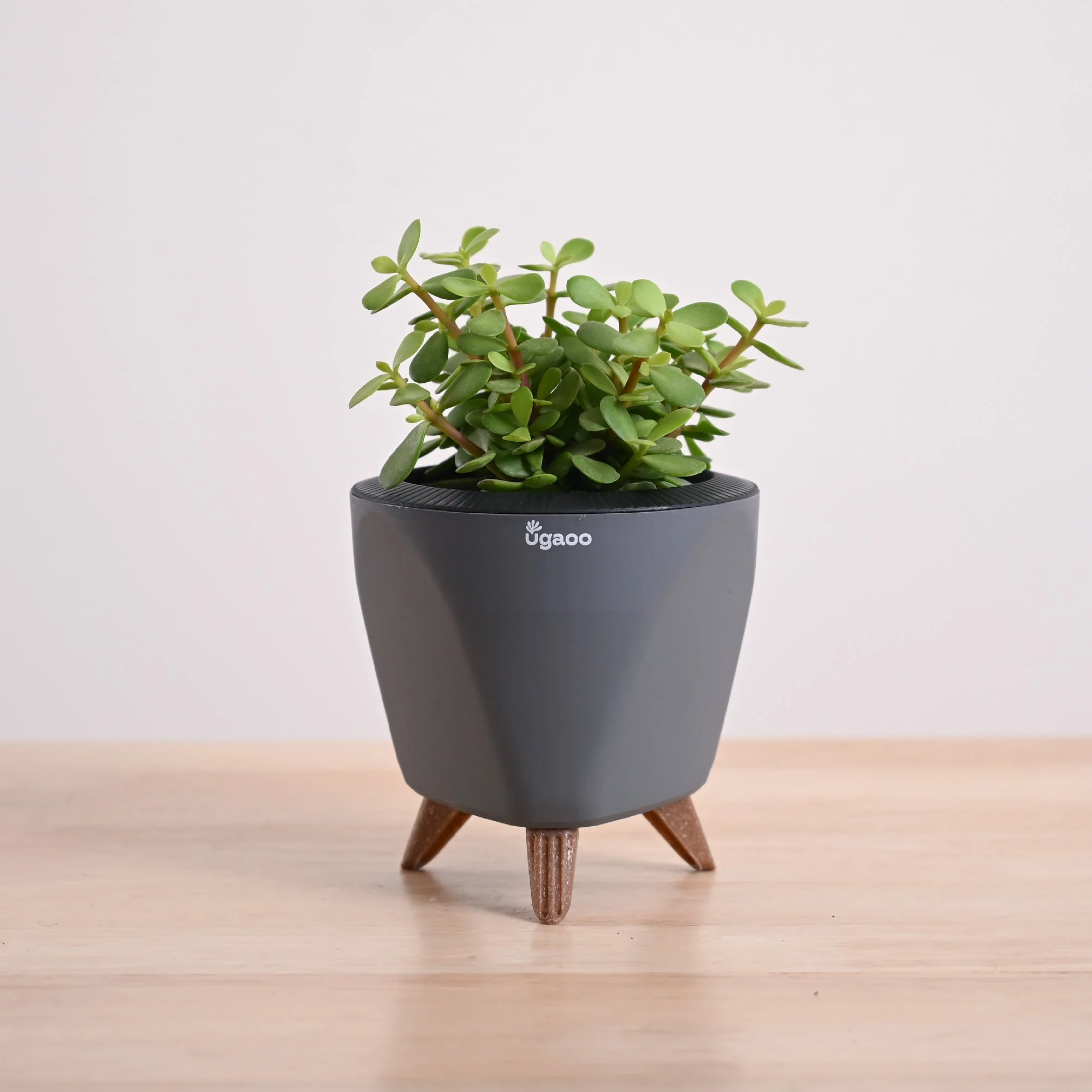 Jade Mini Plant - Image 54