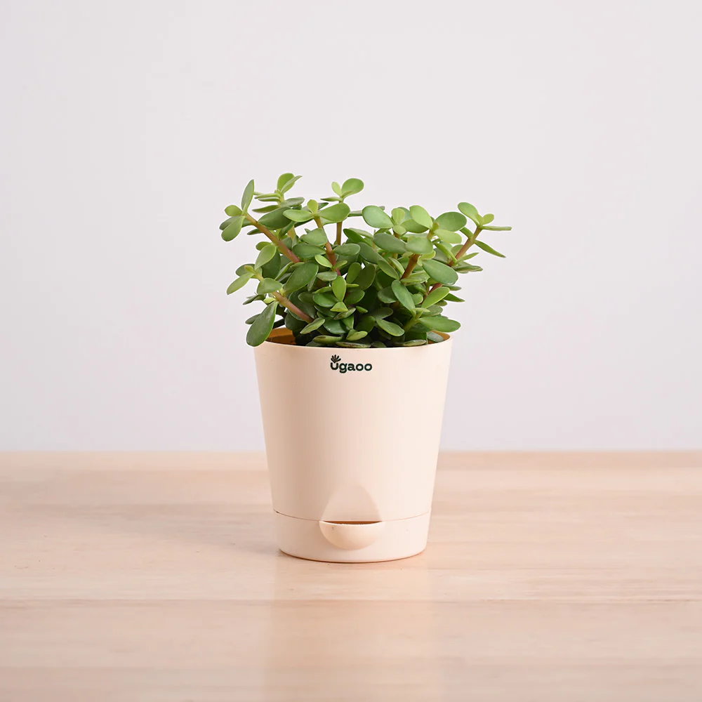 Jade Mini Plant - Image 6