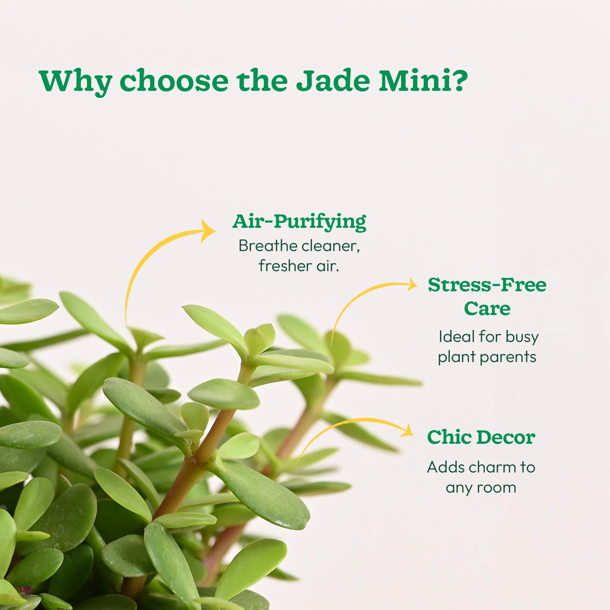 Jade Mini Plant - Image 85