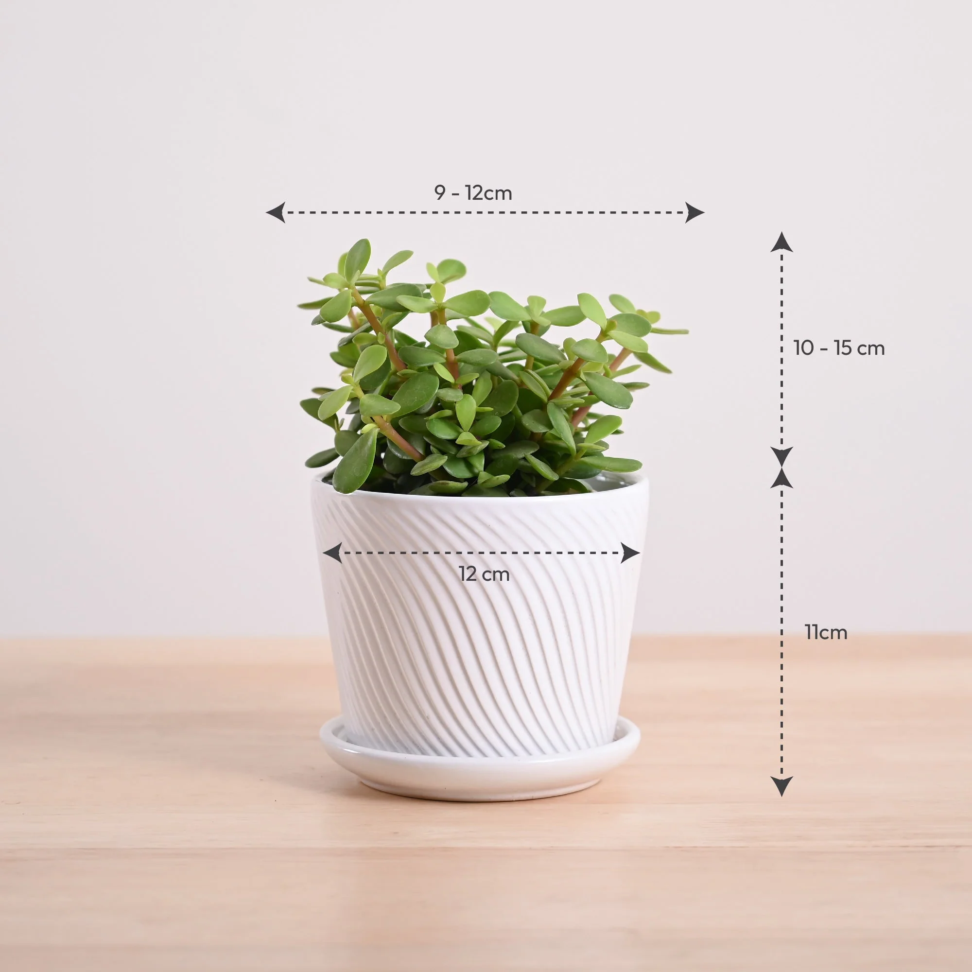 Jade Mini Plant - Image 96