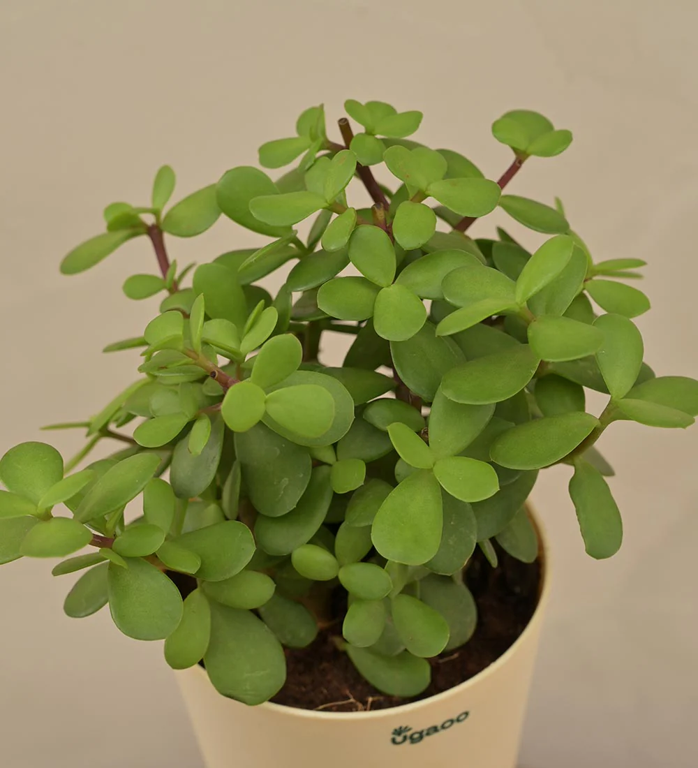 Jade Plant Mini - Women's Day Gift For Employees - Image 2