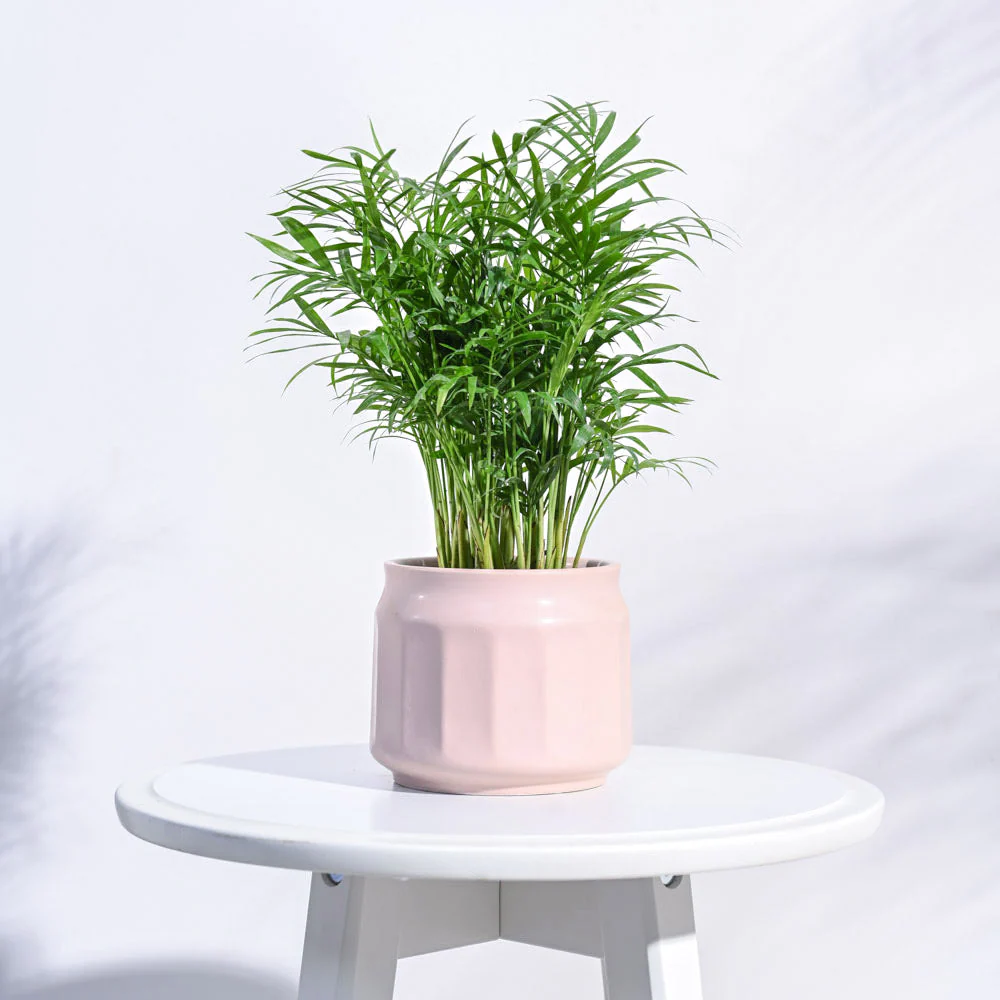 Jar Ceramic Pot