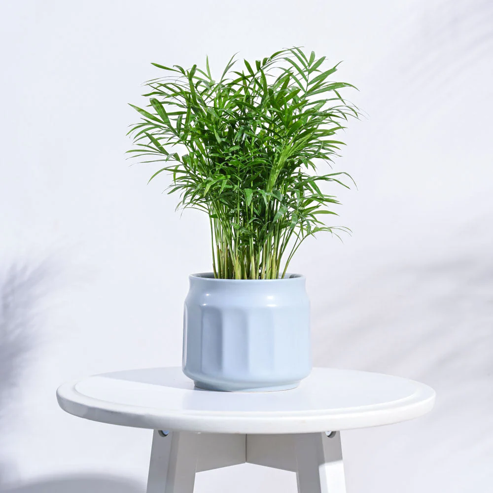 Jar Ceramic Pot - Image 6