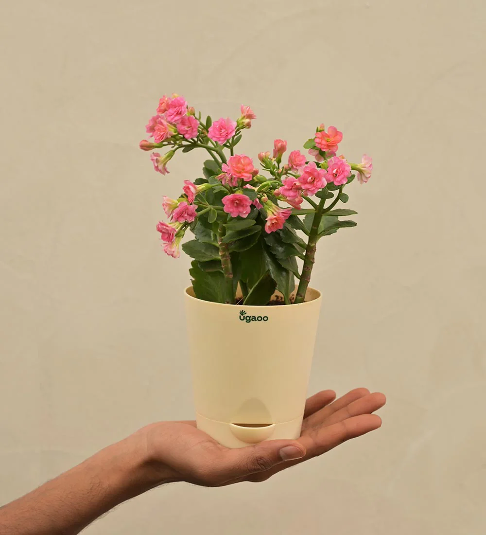 Kalanchoe Pink Plant - Women's Day Gift For Employees - Image 4
