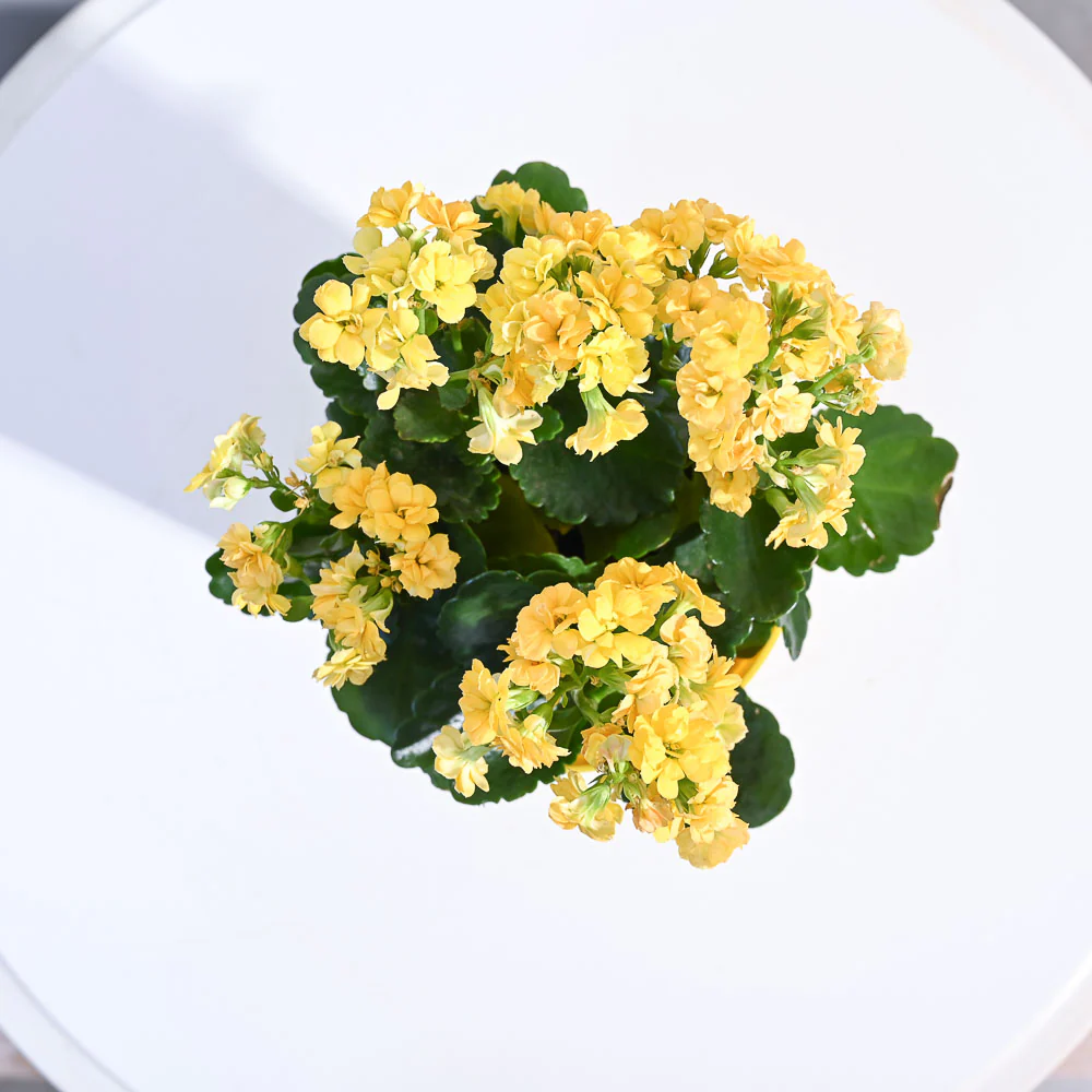 Kalanchoe Plant - Yellow - Image 26