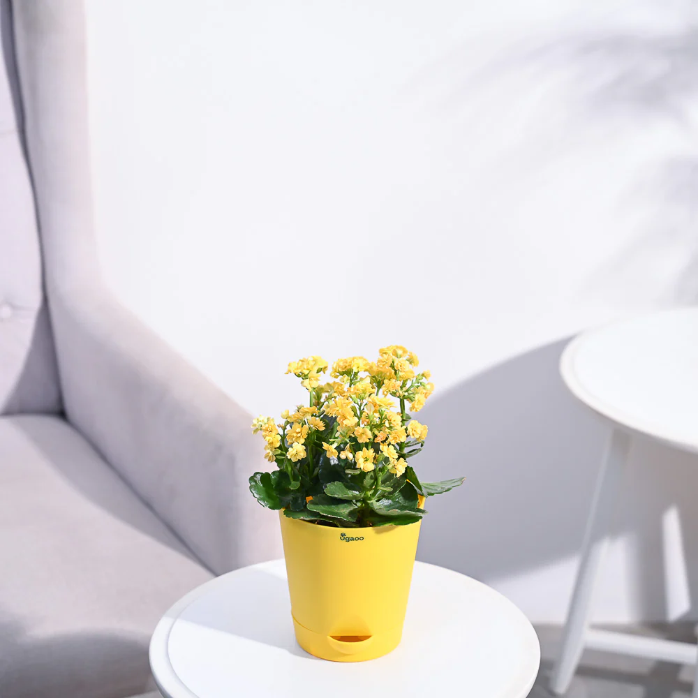 Kalanchoe Plant - Yellow - Image 32