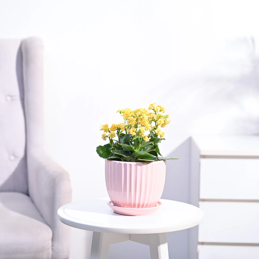 Kalanchoe Plant - Yellow - Image 38
