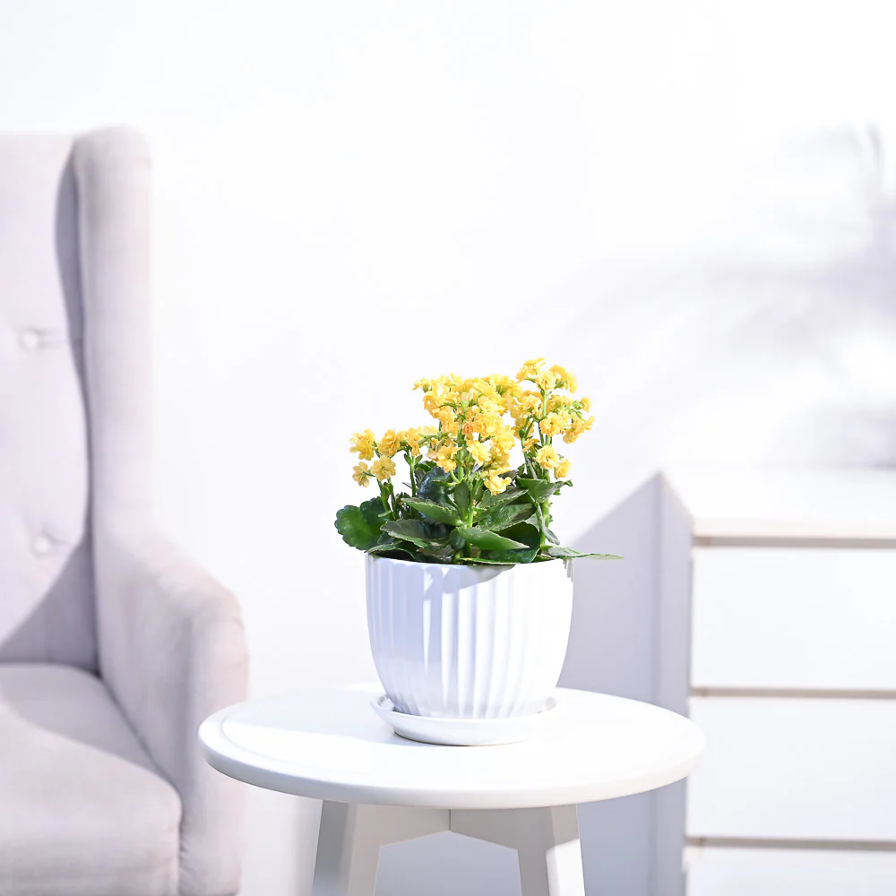 Kalanchoe Plant - Yellow - Image 43