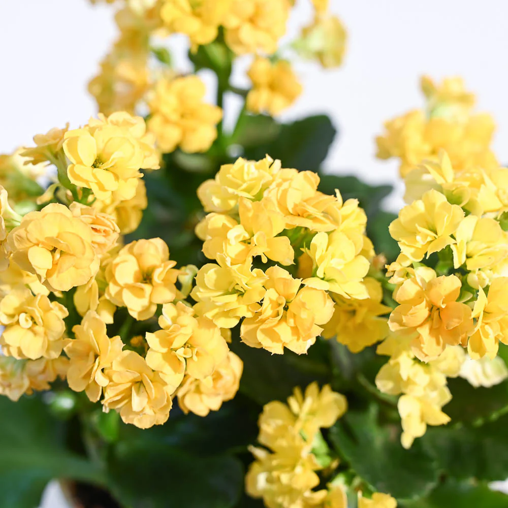 Kalanchoe Plant - Yellow - Image 49