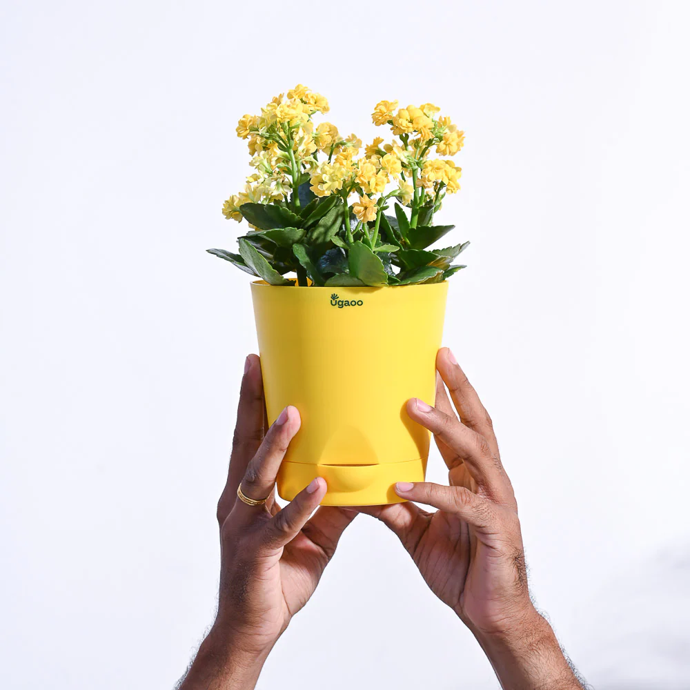 Kalanchoe Plant - Yellow - Image 60