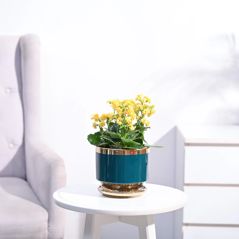 Kalanchoe Plant - Yellow - Image 87