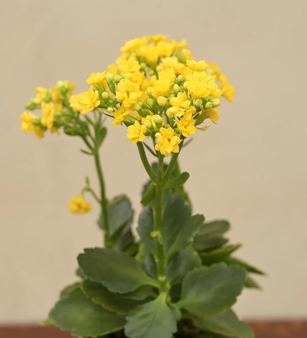 Kalanchoe Plant - Yellow Gift Hamper - Image 3