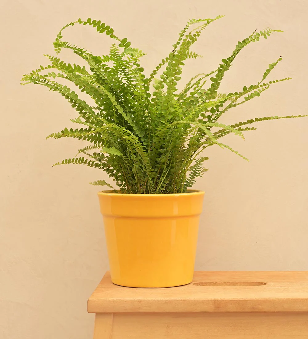 Kaller Ceramic Planter - Image 21