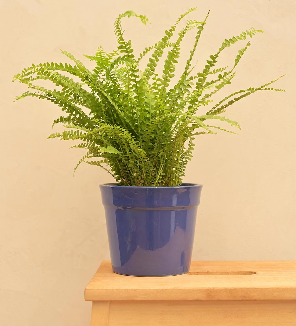 Kaller Ceramic Planter - Image 5