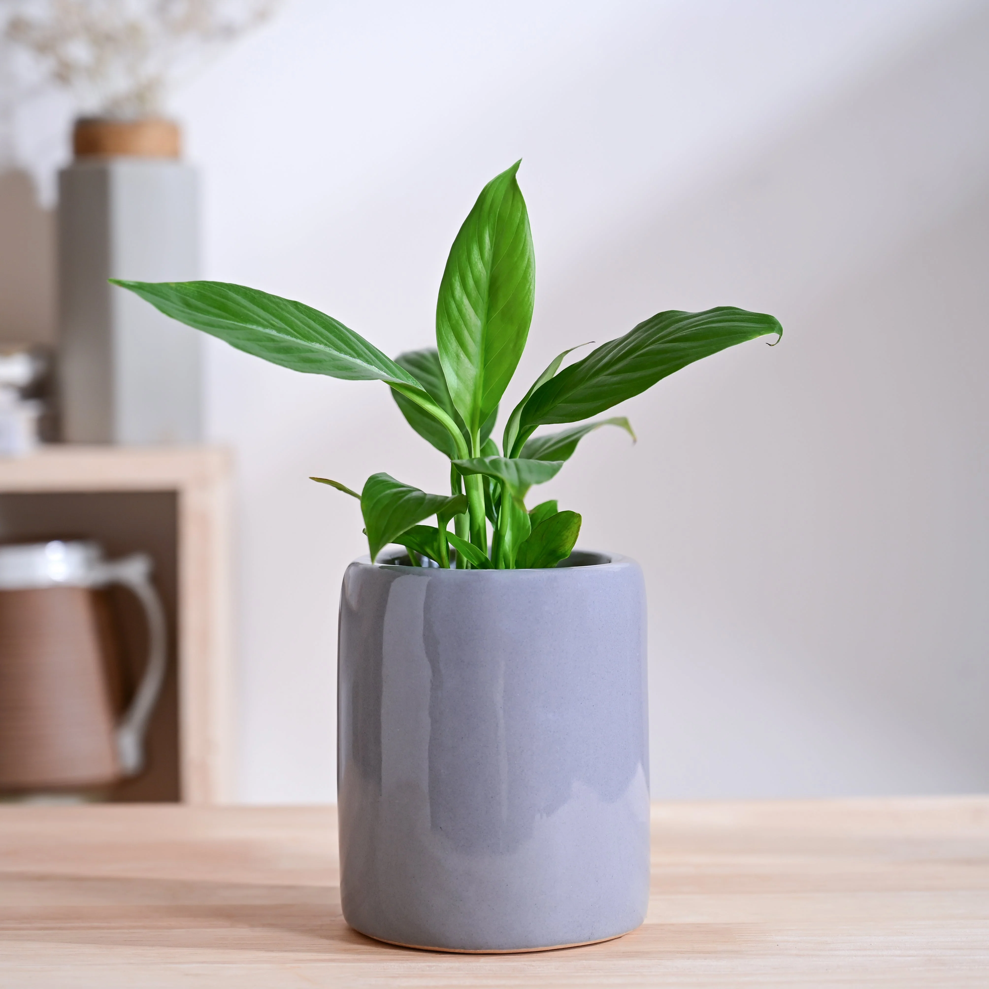 Lilac Stories Extra small Ceramic Planter - Image 17