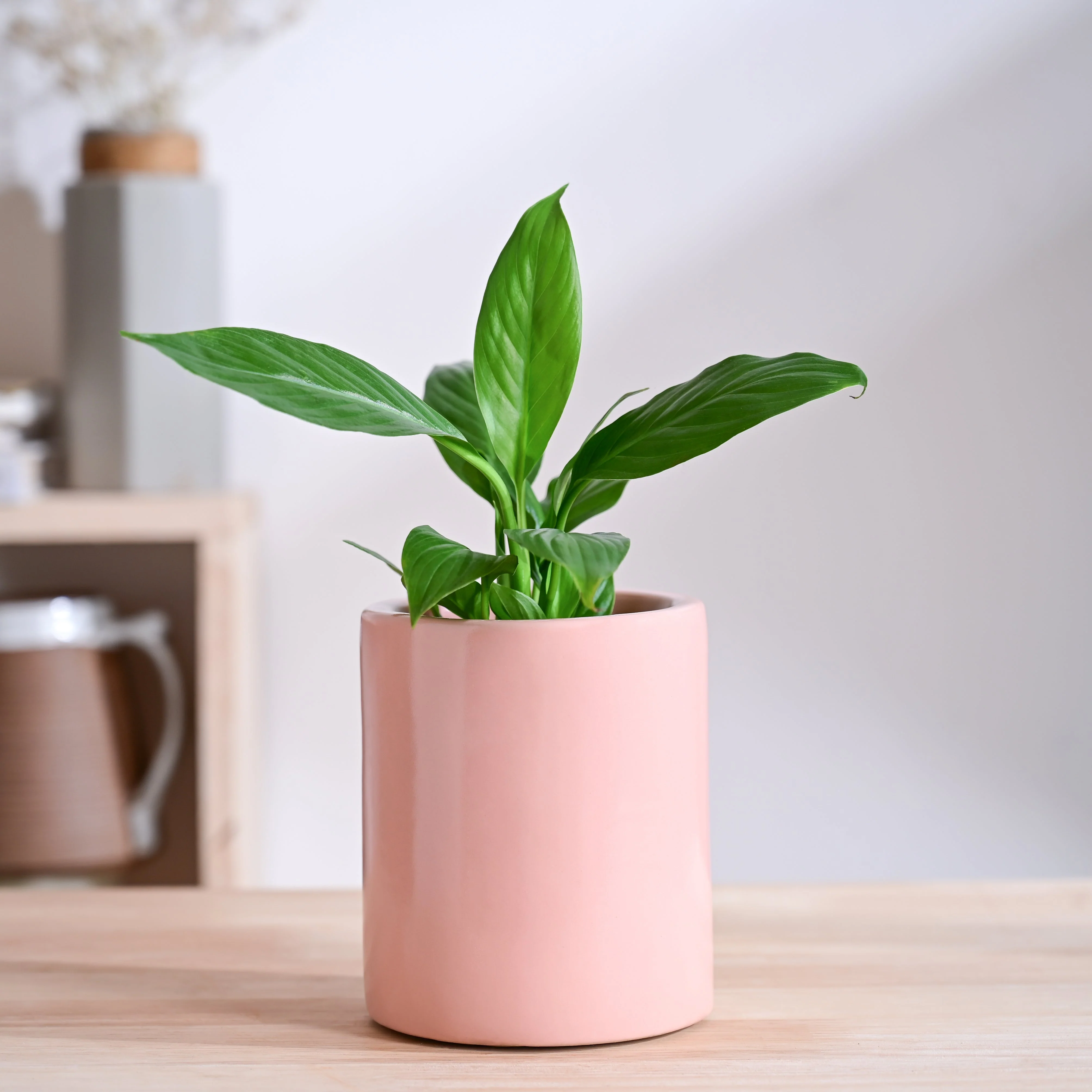 Lilac Stories Extra small Ceramic Planter - Image 25