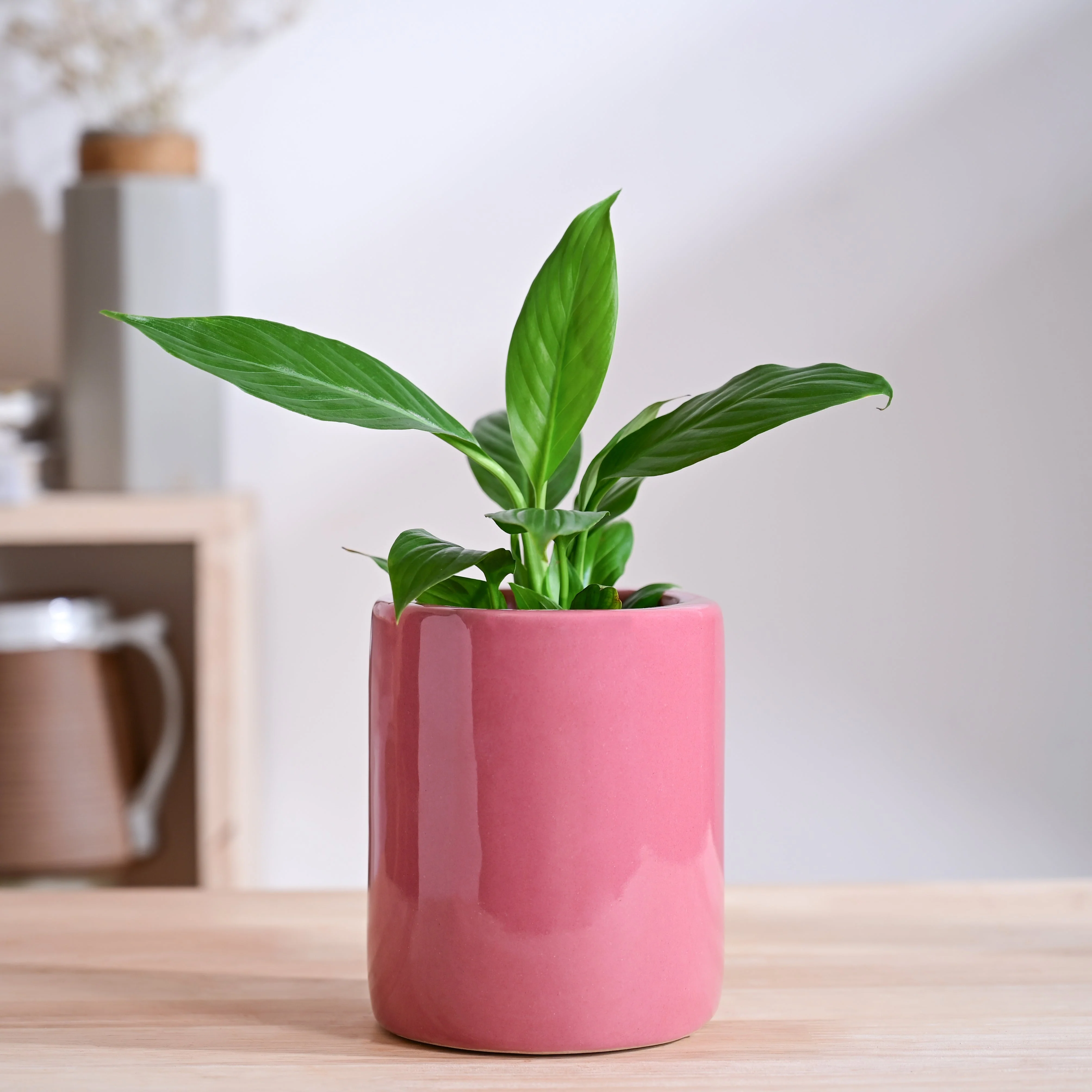 Lilac Stories Extra small Ceramic Planter - Image 33
