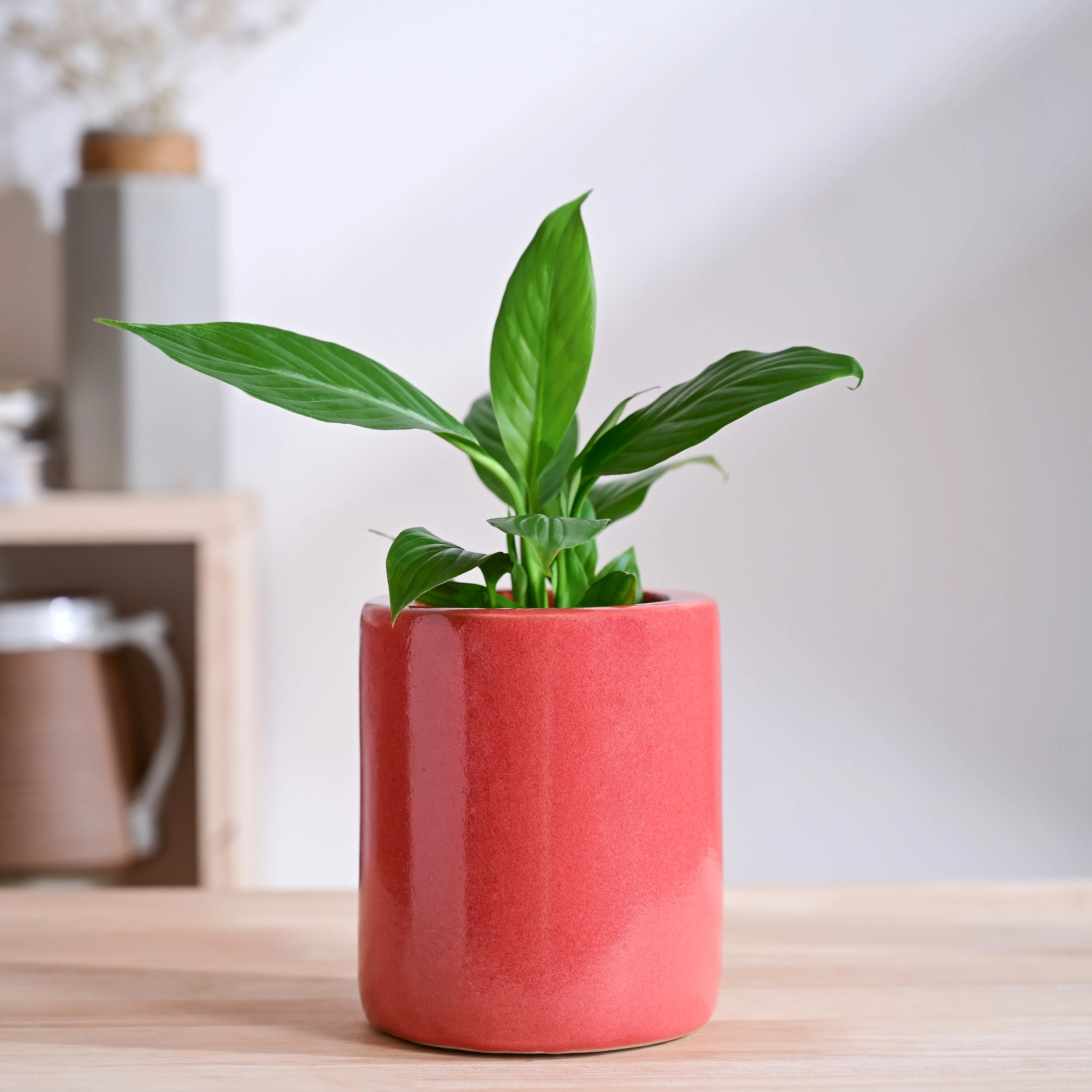 Lilac Stories Extra small Ceramic Planter - Image 41