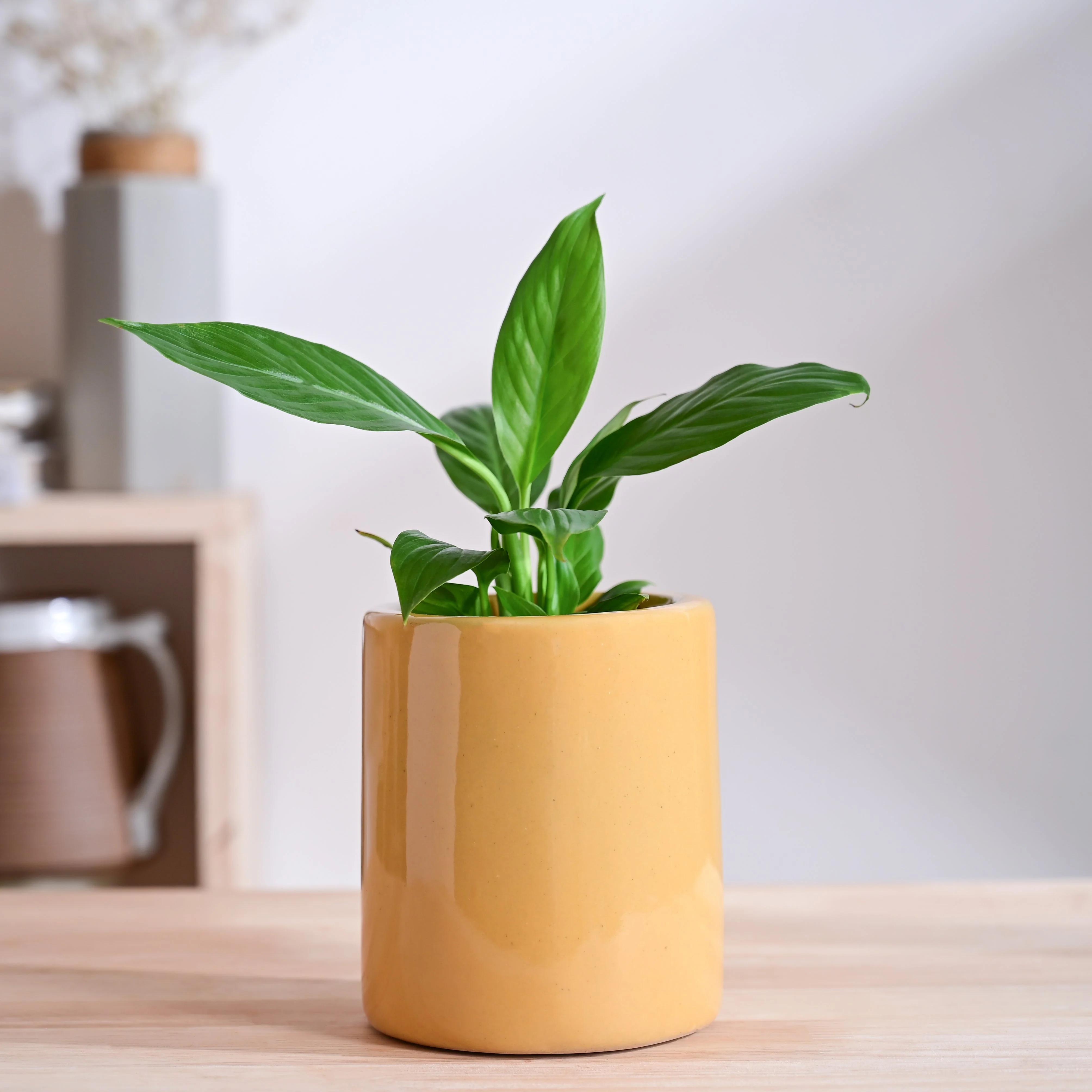 Lilac Stories Extra small Ceramic Planter - Image 49