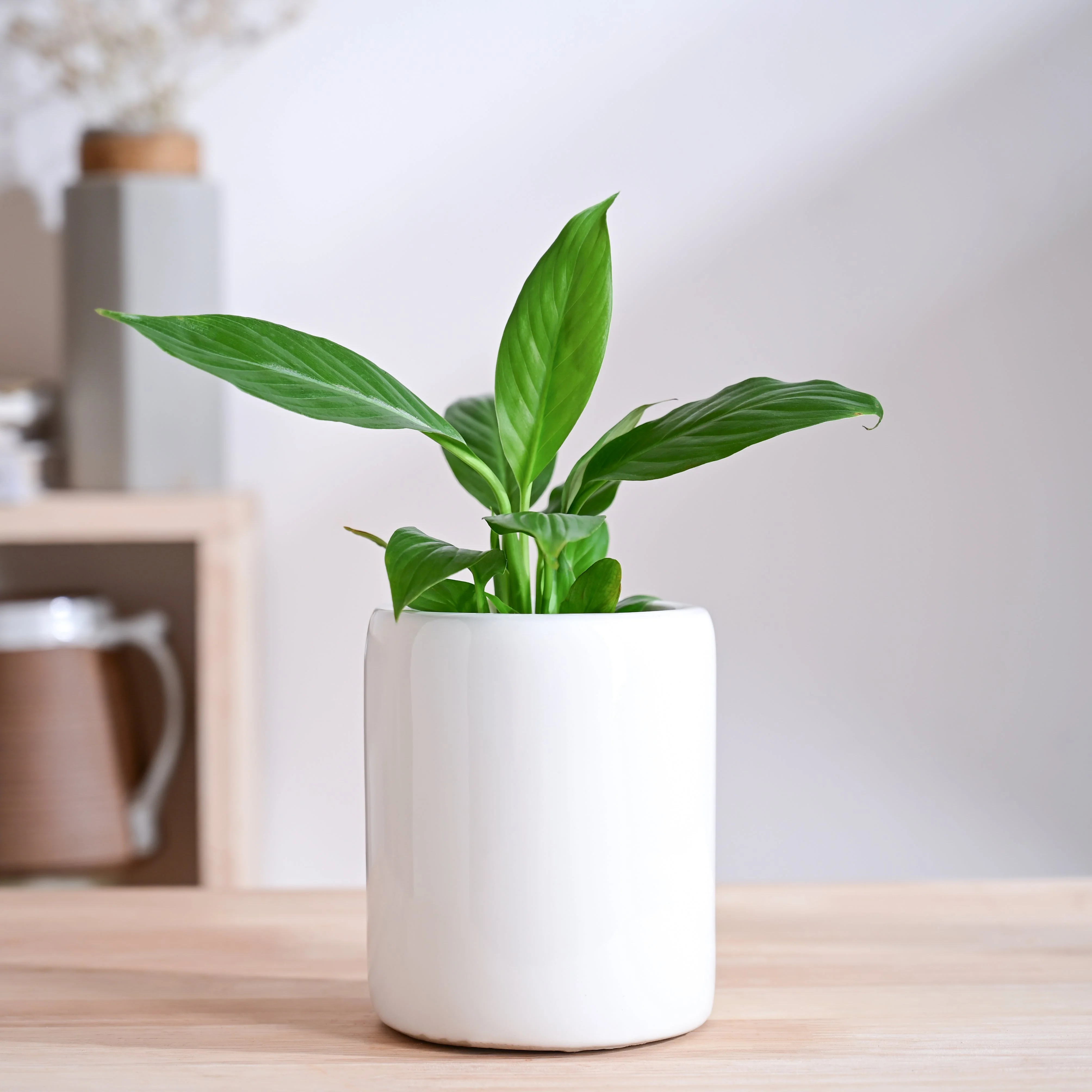 Lilac Stories Extra small Ceramic Planter - Image 57