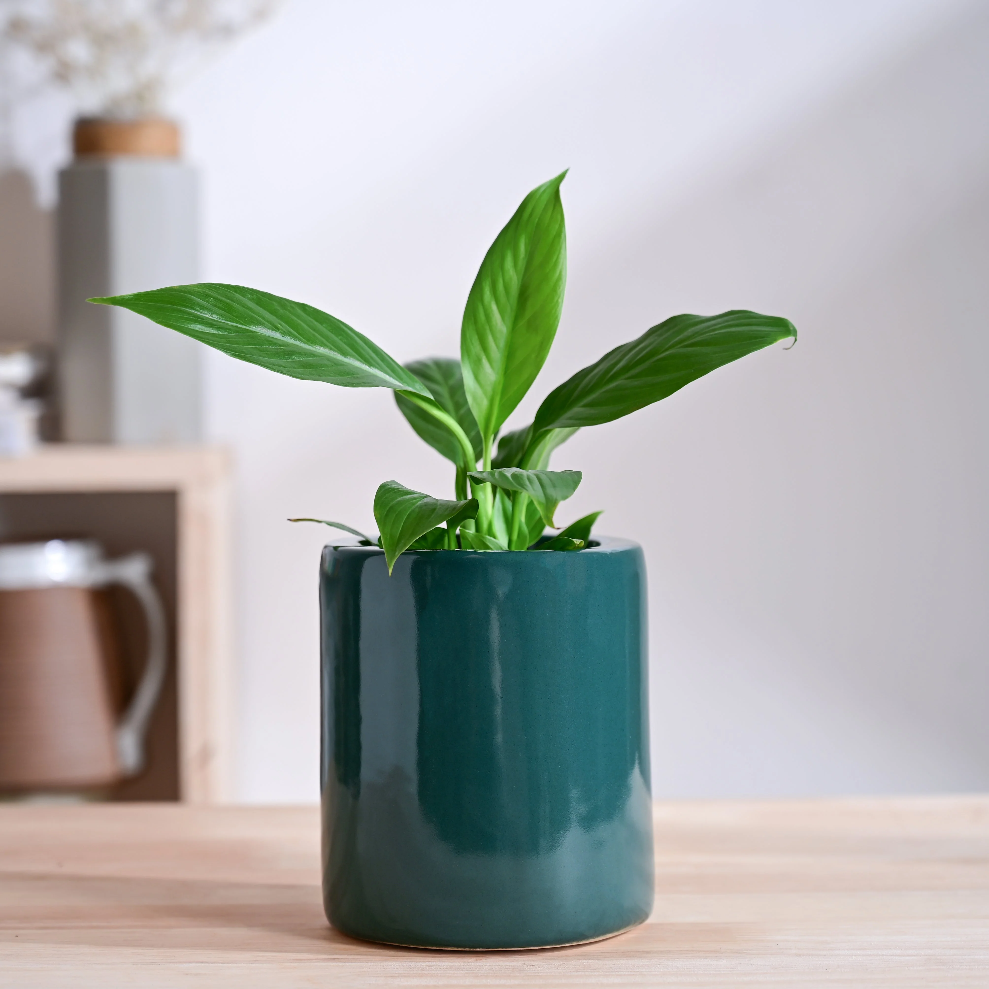 Lilac Stories Extra small Ceramic Planter - Image 9