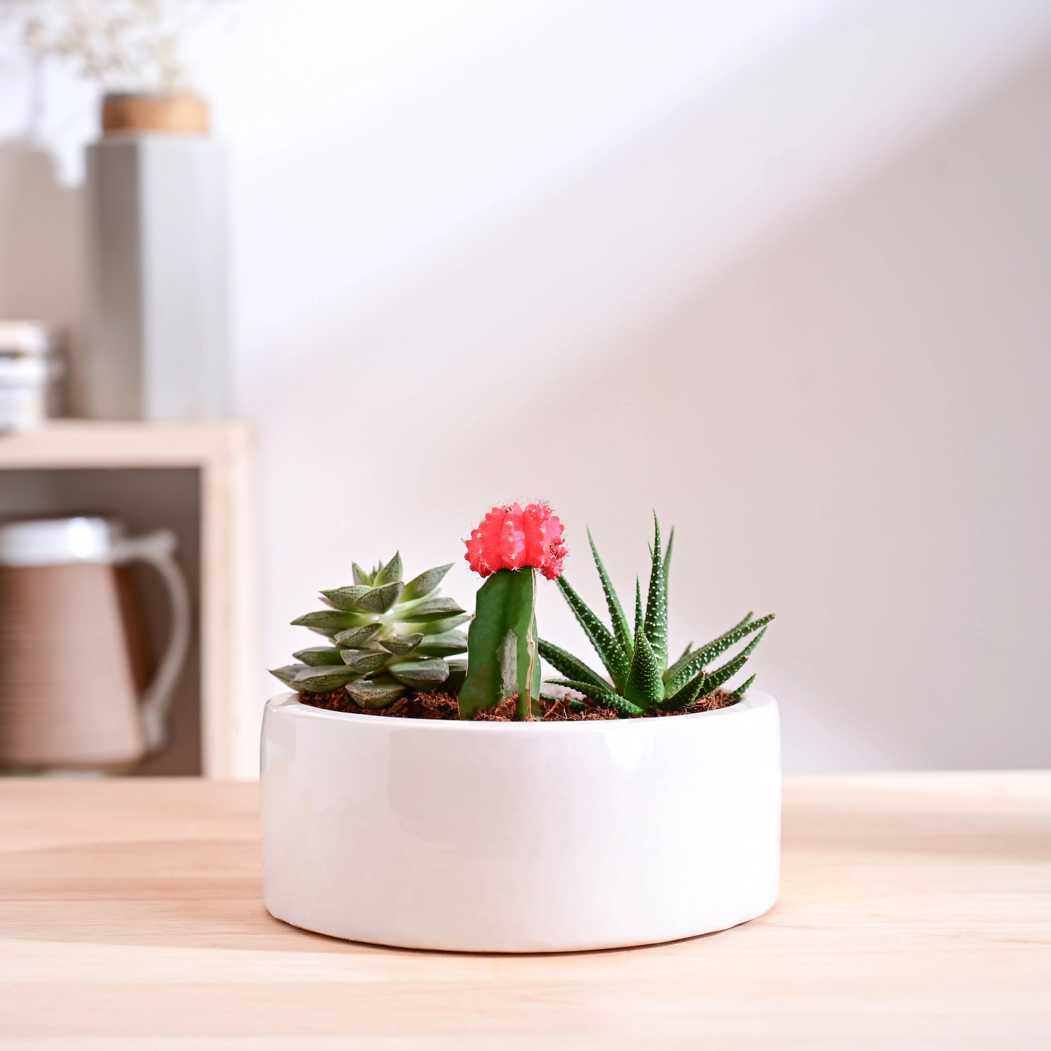 Lilac Stories Flat Ceramic Planter - Image 33