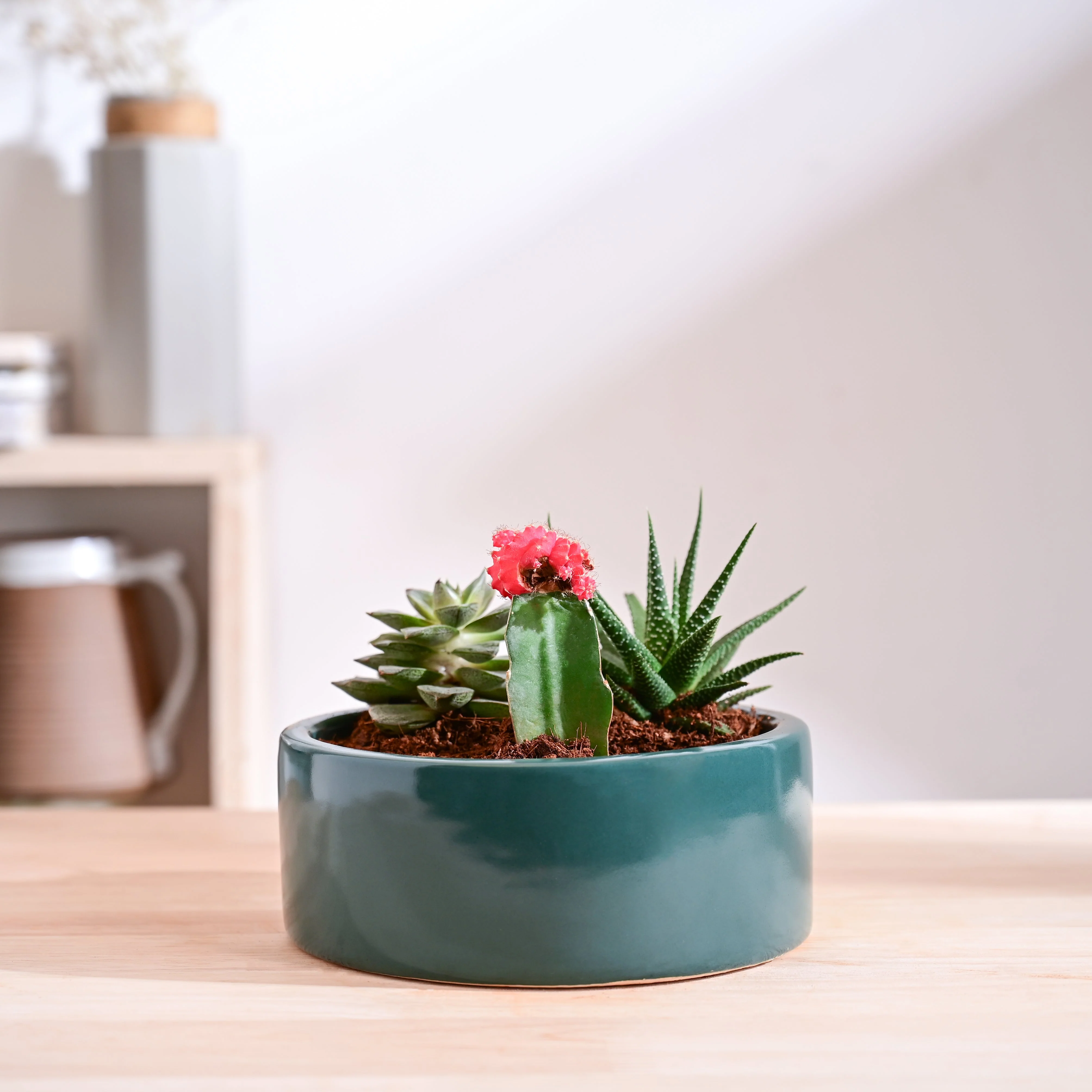 Lilac Stories Flat Ceramic Planter - Image 41