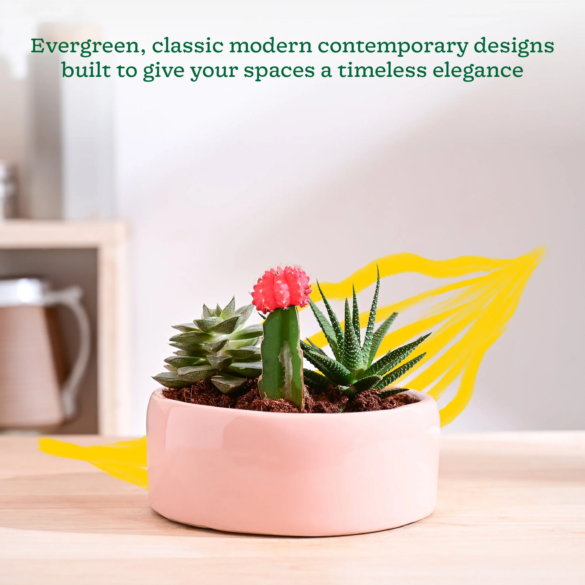 Lilac Stories Flat Ceramic Planter - Image 50