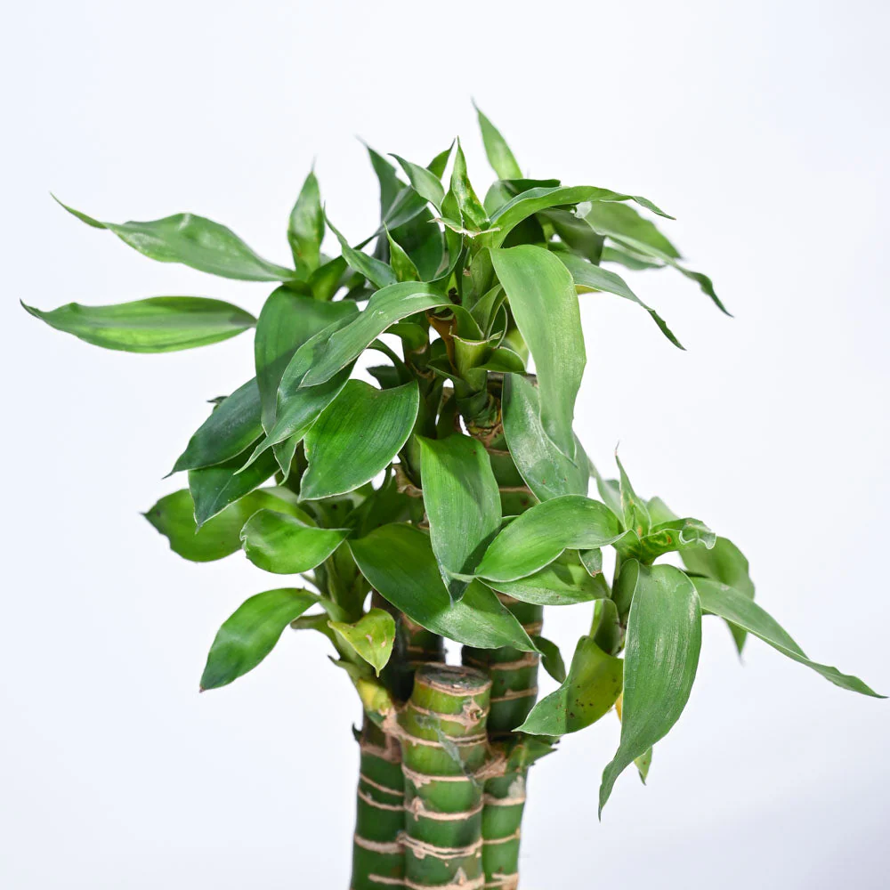 Lotus Bamboo Plant 3 sticks - Image 115
