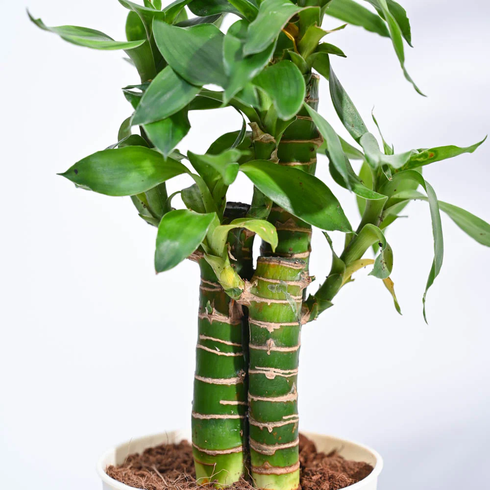 Lotus Bamboo Plant 3 sticks - Image 124