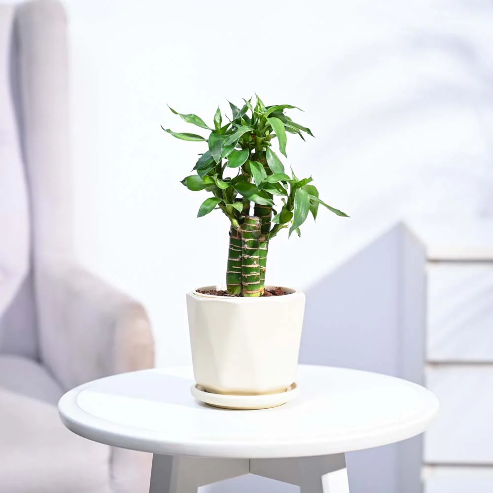 Lotus Bamboo Plant 3 sticks - Image 141