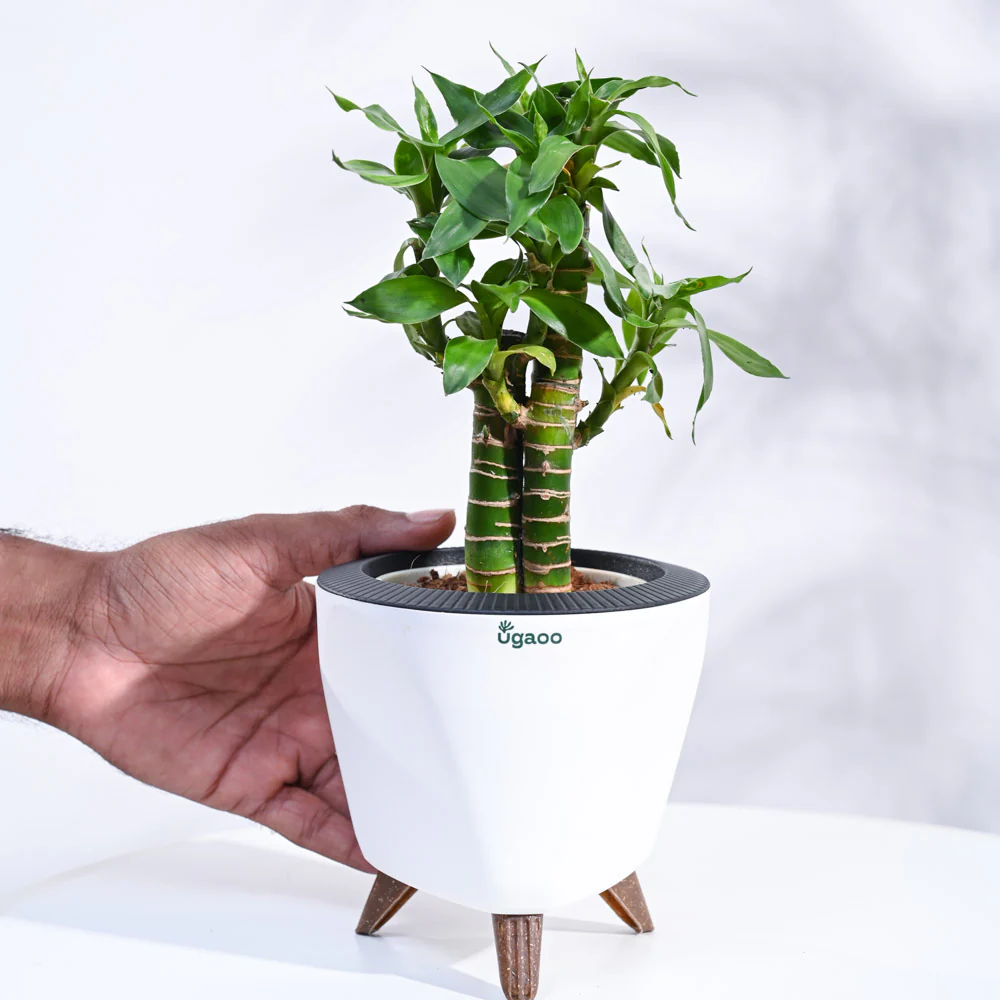 Lotus Bamboo Plant 3 sticks - Image 45