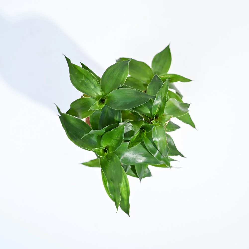 Lotus Bamboo Plant 3 sticks - Image 56