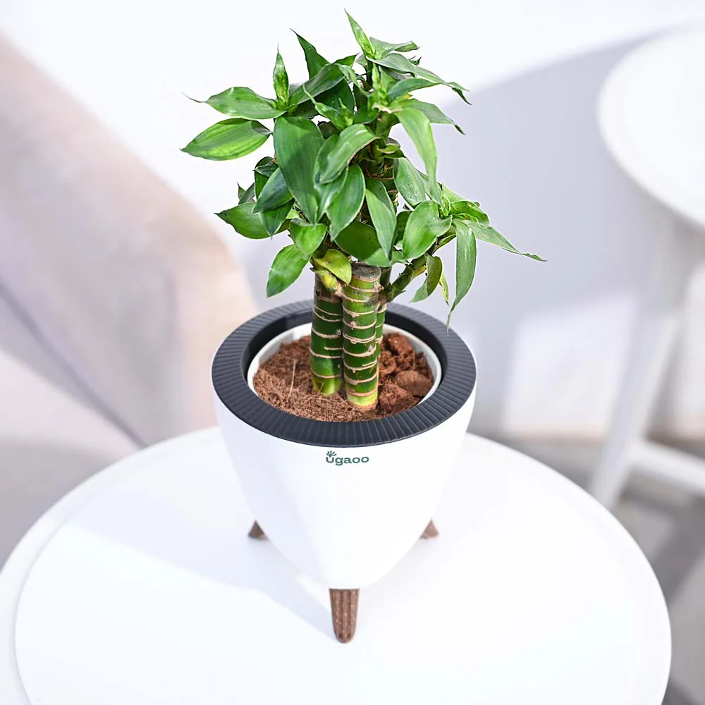 Lotus Bamboo Plant 3 sticks - Image 88