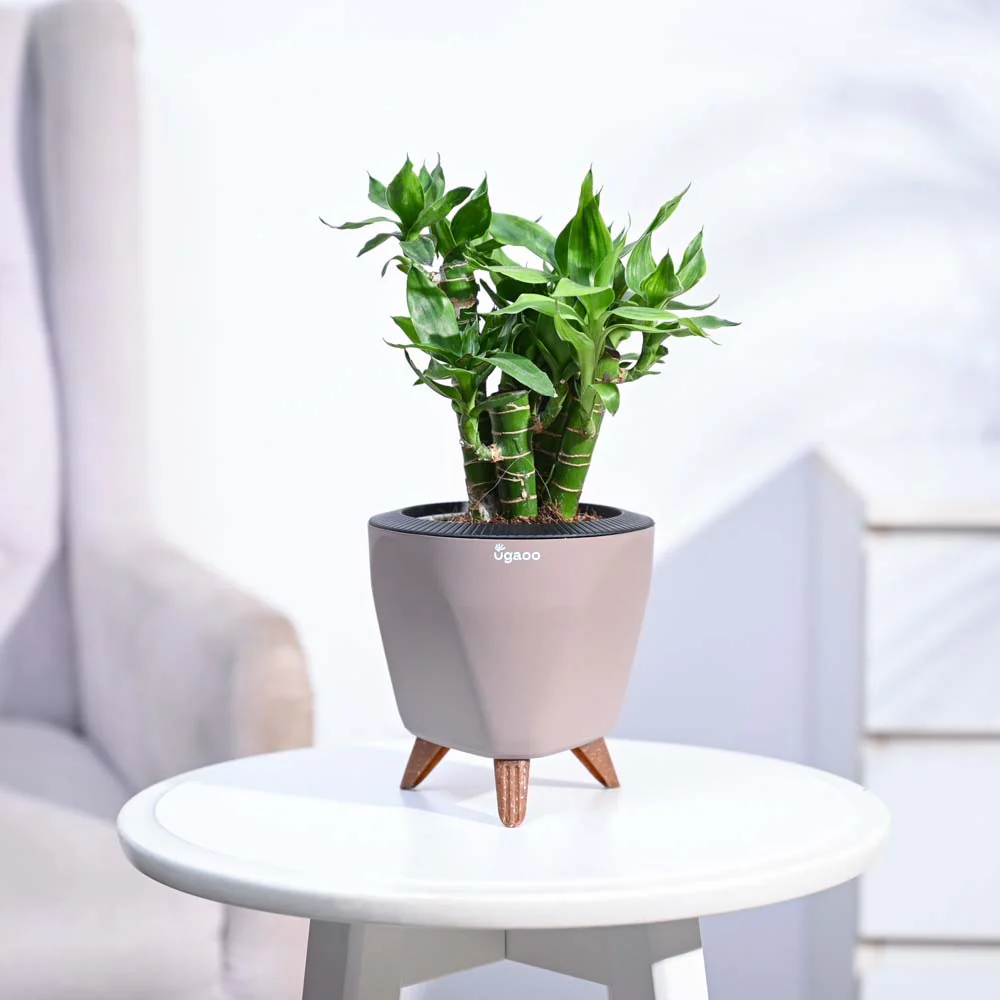 Lotus Lucky Bamboo 5 Sticks - Image 106