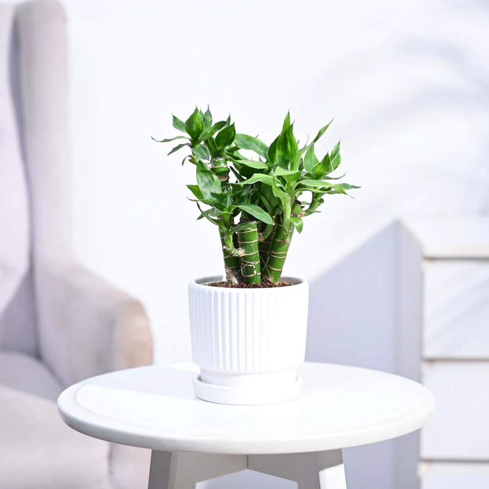 Lotus Lucky Bamboo 5 Sticks - Image 113