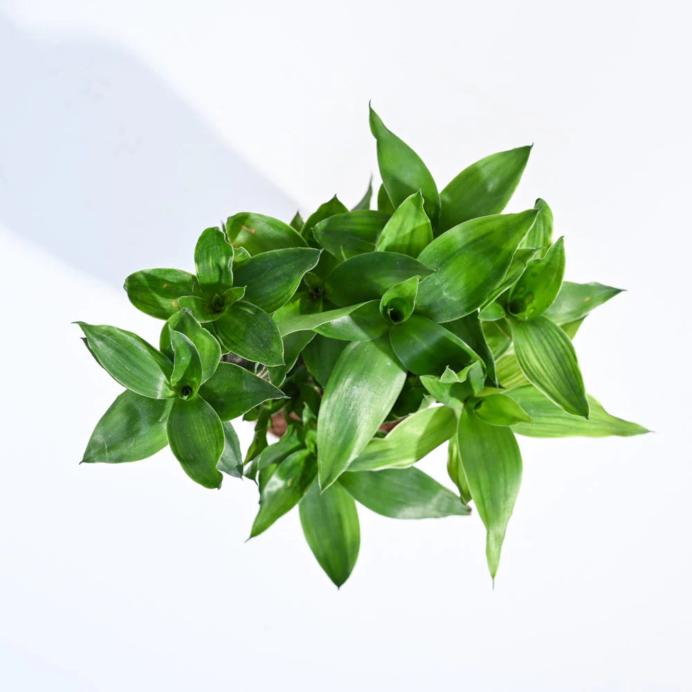 Lotus Lucky Bamboo 5 Sticks - Image 125