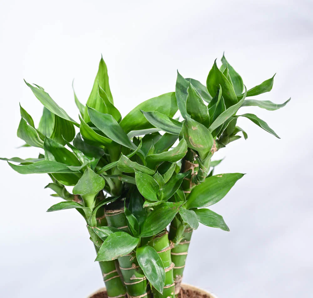 Lotus Lucky Bamboo 5 Sticks - Image 129