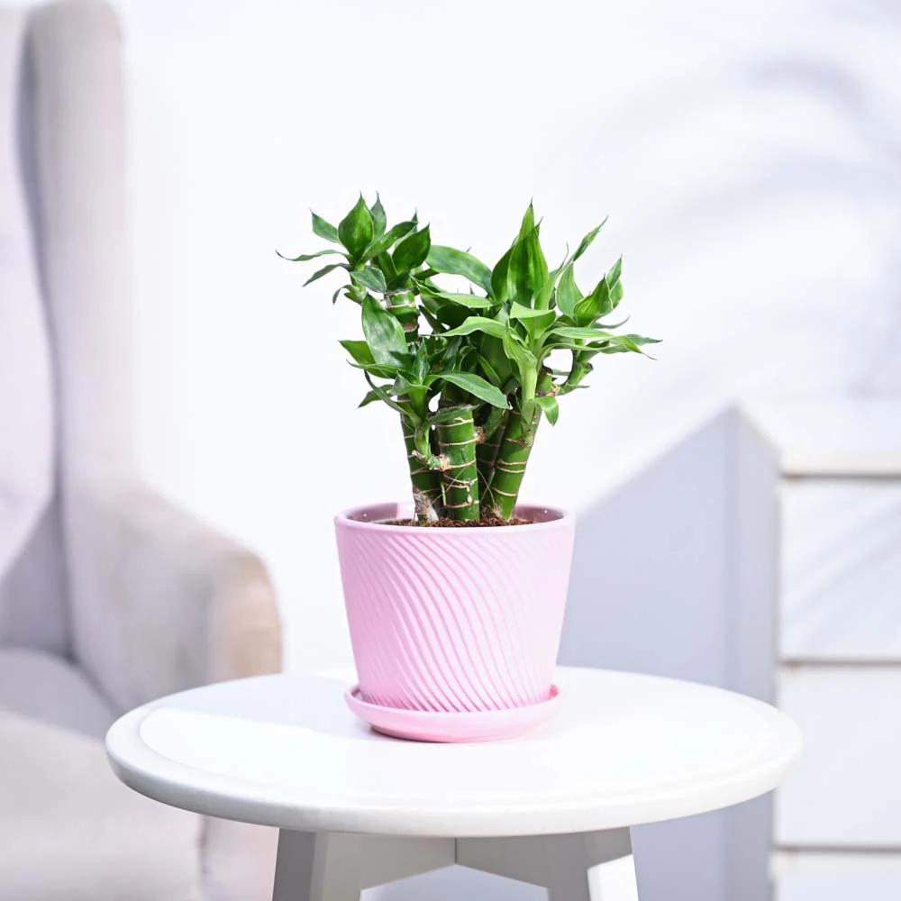 Lotus Lucky Bamboo 5 Sticks - Image 190